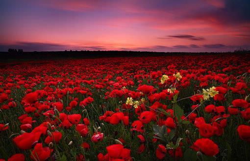 這里有玫瑰花，就在這里跳舞吧